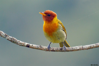 SAÌRA FERRUGEM (Hemithraupis ruficapilla)